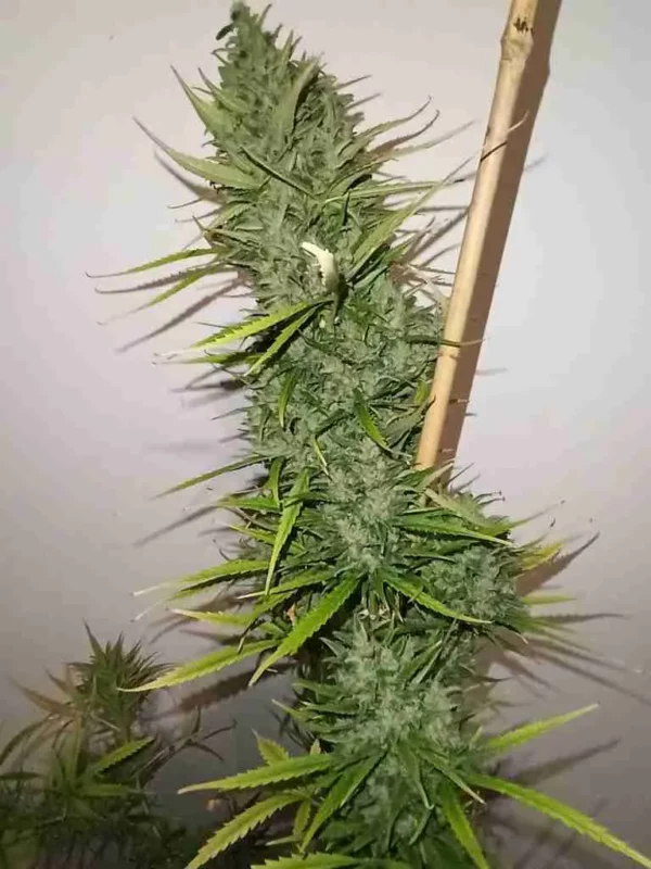 Critical Kush (3 seeds + 1 Free)