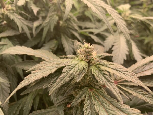 (Mikado x Tropicanna Cookies) x (Cherry West Bc) - Image 5