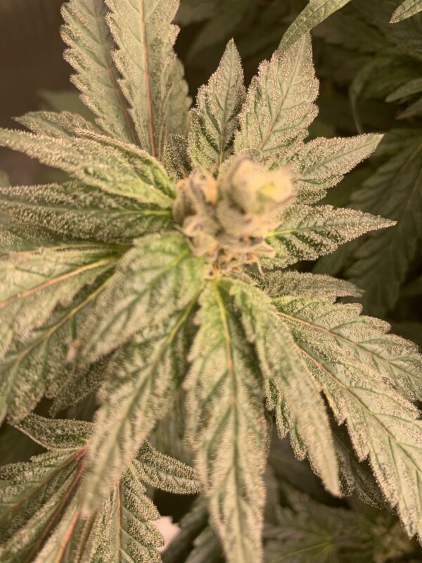 (Mikado x Tropicanna Cookies) x (Cherry West Bc) - Image 6