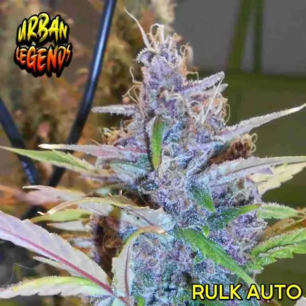 Rulk Auto (5 Seeds + 1 Free)