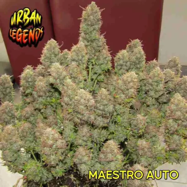 Maestro (3 seeds + 1 Free)