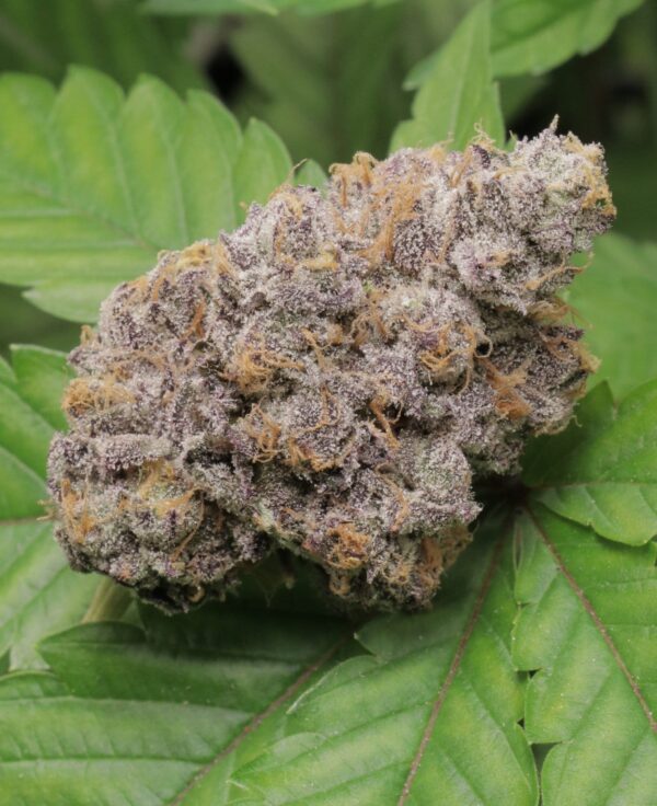 Apple Fritter - 5 seeds - Image 2