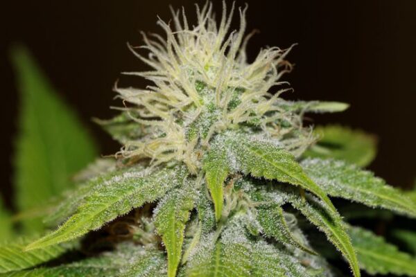 Bubba Kush Feminised Seeds 5 seeds