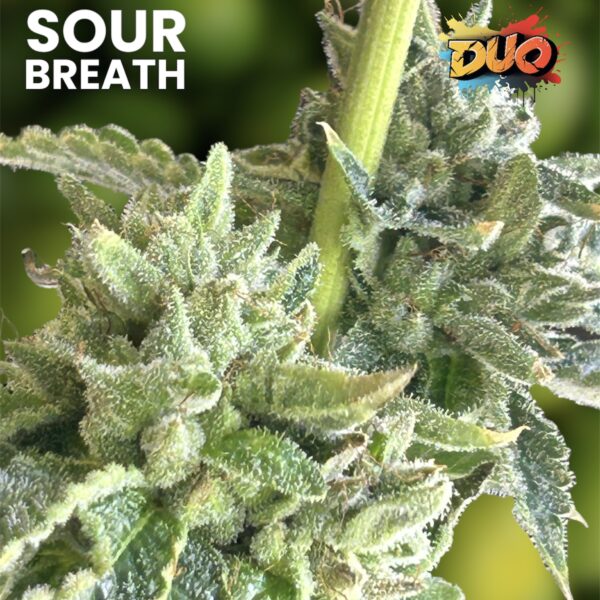 Sour Breath - 10 Seeds - Image 2